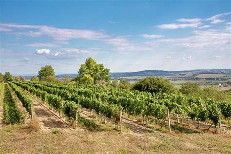 Palava Vineyards. South Moravia Czech Republic Photograph by Artush Foto - Pixels