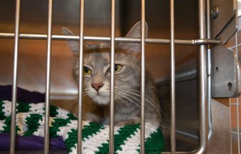 No more cats: Animal shelter, at capacity and short-staffed, halts cat drop-offs in Montgomery ...