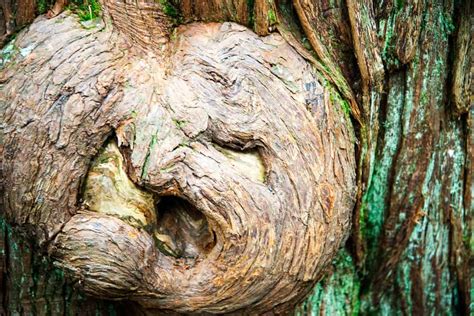 What are Knots on a Tree Trunk Called? - Wildlife Informer