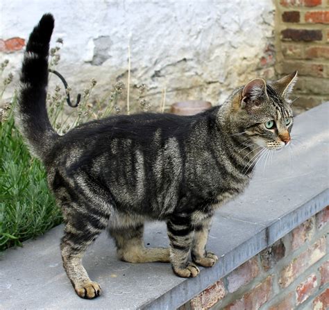 7 Facts About Your Cat's Tail - Fussie Cat