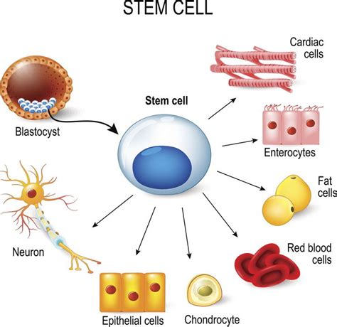 Embryonic Stem Cell Diagram