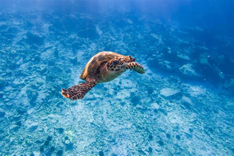 Seychelles Snorkeling: amazing marine life in Seychelles