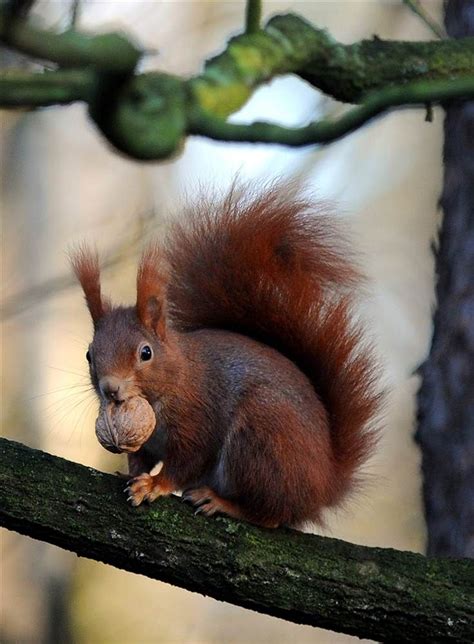 Eurasian Red Squirrel | Terra Mamalia | Pinterest | Track, Animals and Branches