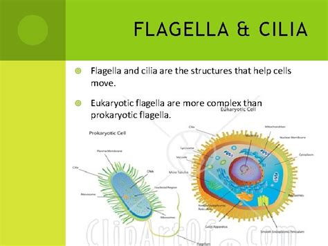 Cilia Versus Flagella In 2021 Prokaryotes Prokaryotic Cell - Riset