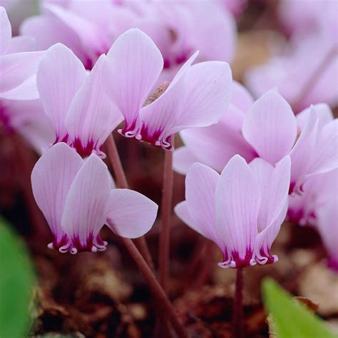 Buy cyclamen bulb (syn. Neapolitanum) Cyclamen hederifolium: £2.99 Delivery by Crocus