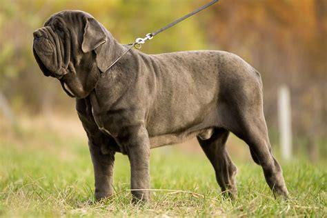 Neapolitan Mastiff: Dog Breed Characteristics & Care