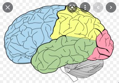 Cortical Areas Diagram | Quizlet