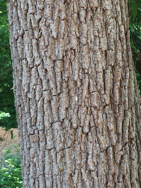 Free photo: Tree bark - Bark, Brown, Old - Free Download - Jooinn