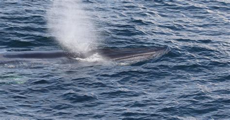 NOAA Puts Endangered Whale in the Spotlight