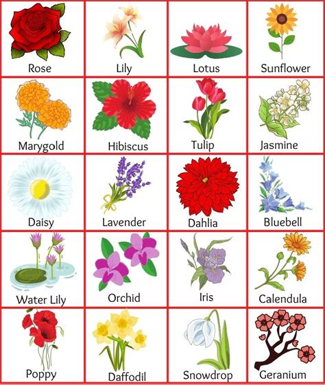 Top 40 List Of Flowers Name In English With Pictures, 55% OFF