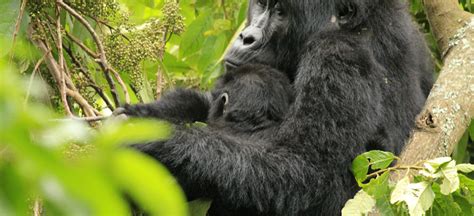 5 Days Mount Bisoke, Rwanda Gorillas | Wilderness Explorers Africa