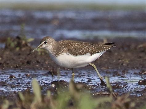 CAMBRIDGESHIRE BIRD CLUB GALLERY: Green Sandpiper