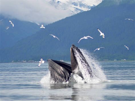 Seward Alaska Whale Watching - Northern Latitude Adventures