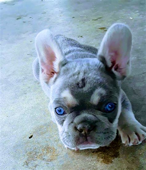 Just a blue eye French Bulldog Puppy : r/aww