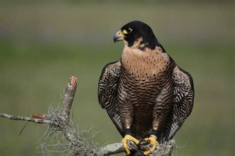 Peregrine Falcon Wallpapers - Wallpaper Cave