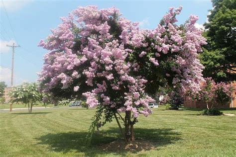 Lagerstroemia indica (Common Crape Myrtle, Crape Flower, Crape Myrtle, Crepe Myrtle, Indian ...