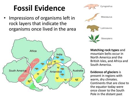 Fossil Evidence Plate Tectonics at Linda Chevalier blog