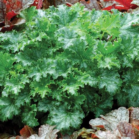 Heuchera | TERRA NOVA® Nurseries, Inc.