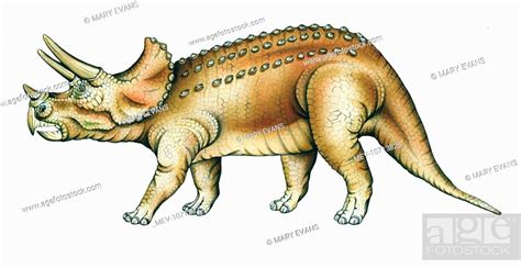 The three-horned dinosaur which lived during the Upper Cretaceous period, 67 to 65 million years ...