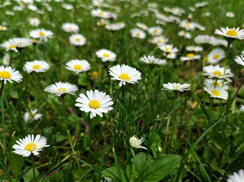 Field of Daisies - Wild Daisy Flowers in the Grass Stock Photo - Image ...