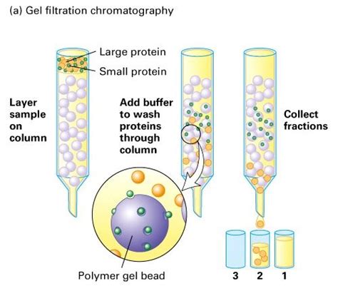 Gel filtration chromatography. The beads have pores of varying size - separates the proteins ...