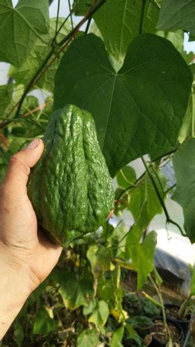 Chayote seed | Plant Path Nursery