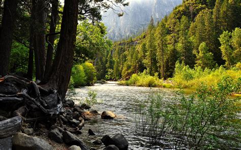 River in a mountain forest wallpapers and images - wallpapers, pictures ...