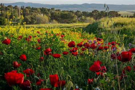 10 lugares para ver las hermosas flores silvestres de Israel | ISRAEL21c