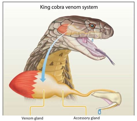 King cobra venom system | King cobra, Basic, Tropical