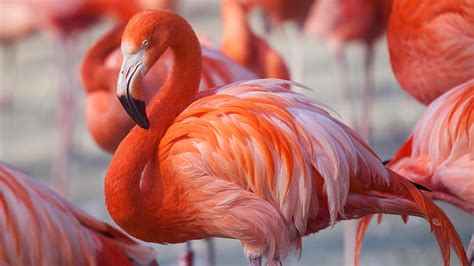 Baha Mar Wants You to Be Its 'Chief Flamingo Officer' | Condé Nast Traveler