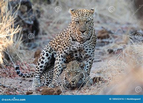 Leopard Mating Couple In Sabi Sands Game Reserve Stock Image | CartoonDealer.com #180652405