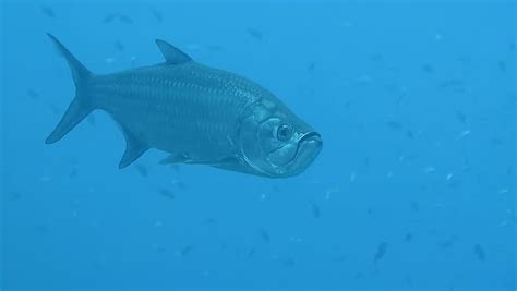 Big Swimming Tarpon Fish in Stock Footage Video (100% Royalty-free) 27988705 | Shutterstock