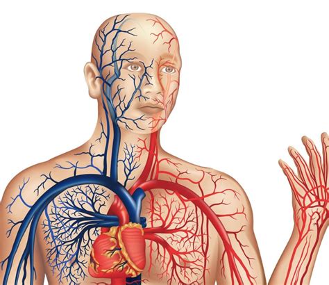 What is Cardiovascular Endurance? (with pictures)