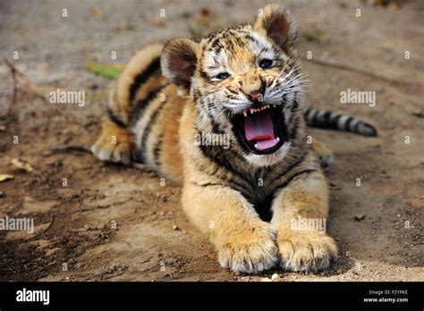 African tiger and cubs hi-res stock photography and images - Alamy