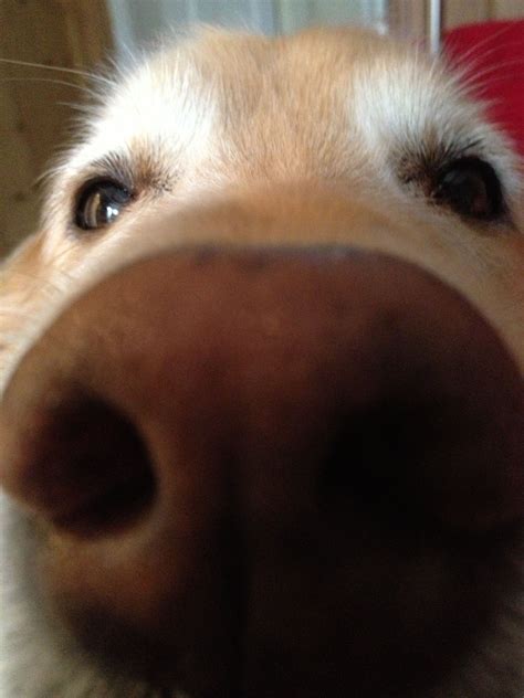 Big nose Bella Dog Nose, Dog Wallpaper, Cute Creatures, Close Up Photos, Memes, Dachshund ...