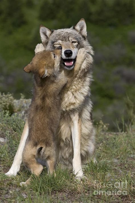 Wolf Cub Begging For Food Photograph by Jean-Louis Klein & Marie-Luce Hubert - Fine Art America