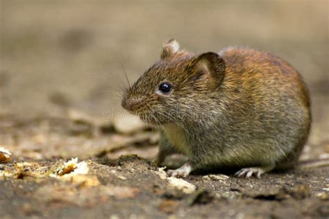 Common Vole stock photo. Image of leaf, bank, cute, habitat - 66230878