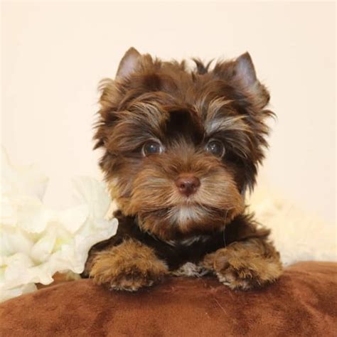 Yorkie Colors | Complete List of All Recognized Yorkie Coat Colors