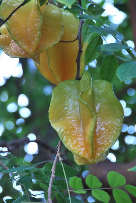 Butterfly Center Fruit Salad | BEYONDbones