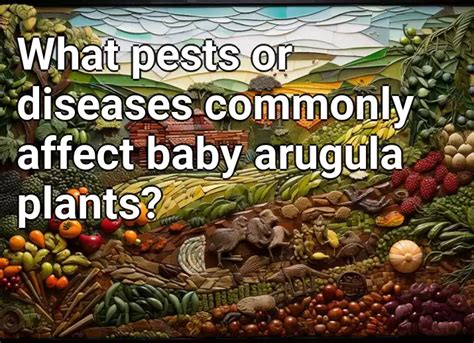 What pests or diseases commonly affect baby arugula plants ...