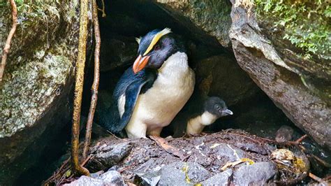 Student researches penguin species thriving in New Zealand