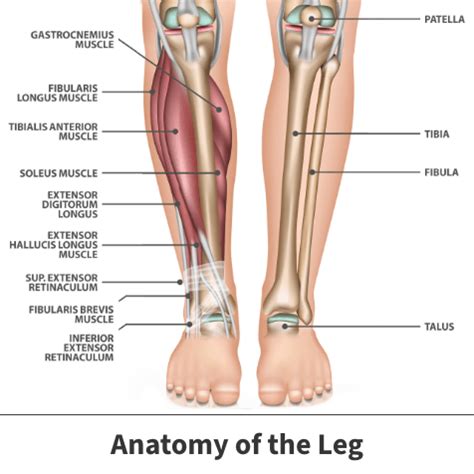 Muscles Medial Tibial Stress Syndrome