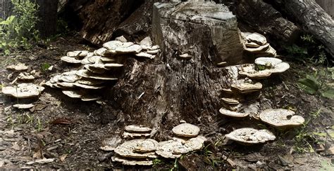 Common Tree Fungus | The Tree Center™