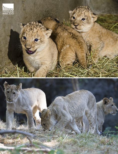 Lion cubs at 10 months old