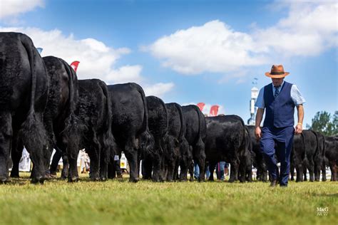 2023 Great Yorkshire Show - Aberdeen-Angus Cattle Society