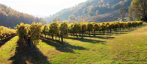 DuCard Vineyards | A Boutique Vineyard and Winery in a Gorgeous Mountainside Setting