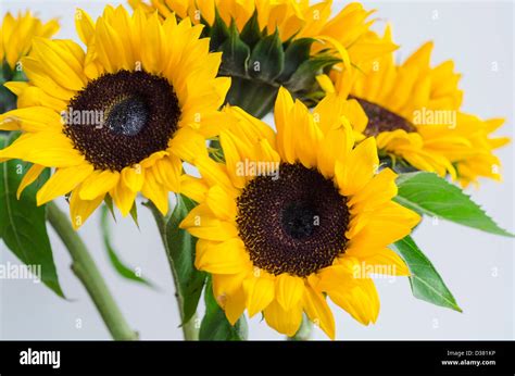 Bunch of sunflowers Stock Photo - Alamy