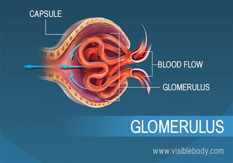 Nephron Structure And Function Animation