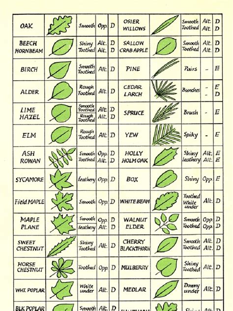 American Tree Leaf Identification Chart