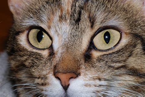 File:Cat eyes 2007-2.jpg - Wikipedia